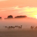 Unique animals in Africa
