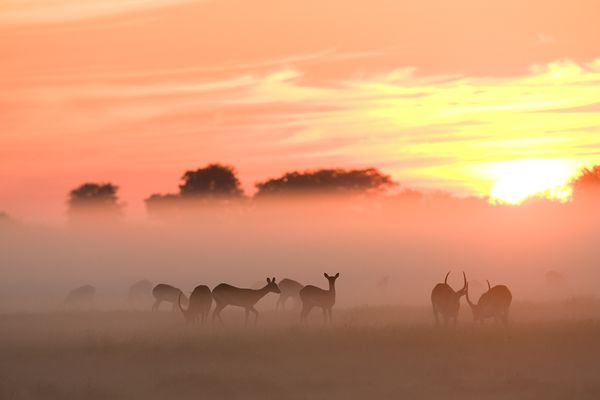 Unique-animals-in-Africa