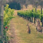 Australian Wines – What Makes Them Unique