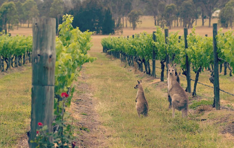 Kangaroo-in-Vineyard