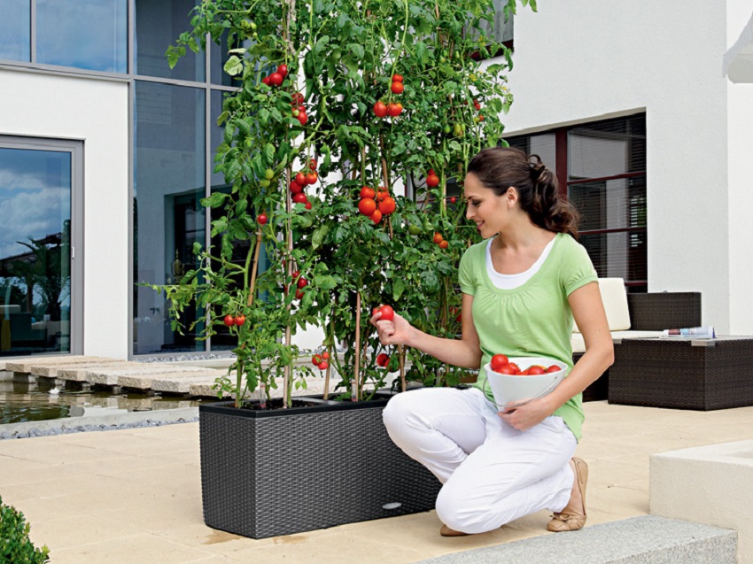 Vegetables in Self Watering Pots