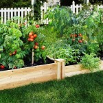 What Are the Best Veggies to Grow in Unique Garden Beds