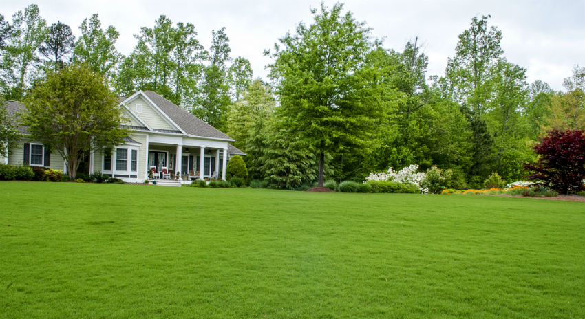 grass in garden