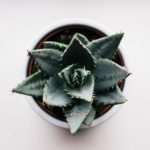 Succulents: A Unique Way to Greenify Your Indoor Space