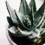 Succulents: A Unique Way to Greenify Your Indoor Space