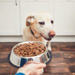 Tips for Choosing the Right Pet Products for Your Furry Friend