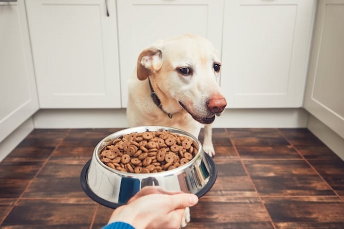 The Best Food for Your Dog