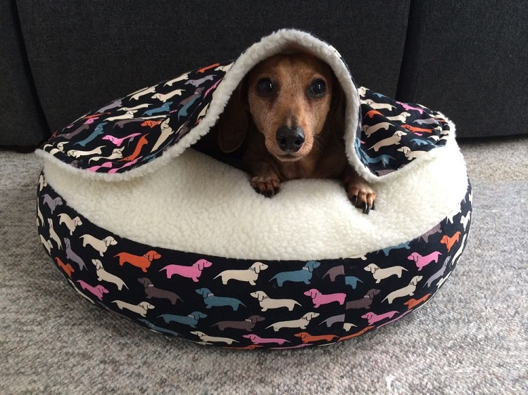 Dog In Burrowing Bed