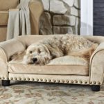 A Comprehensive Guide to Picking the Ideal Bed for Your Dog