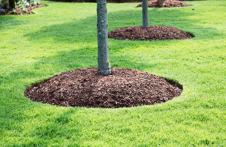 bark mulch around the trees in garden