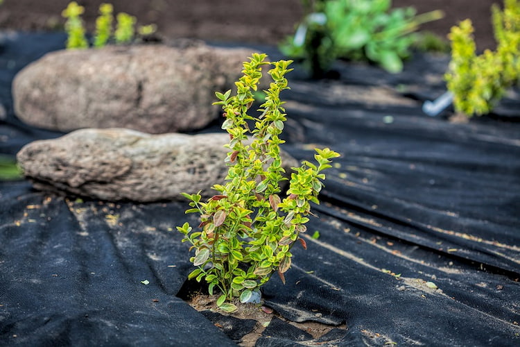 landscaping fabric placed on ground and cut out for plants