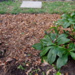 Exploring the Pros and Cons of the Different Types of Mulch