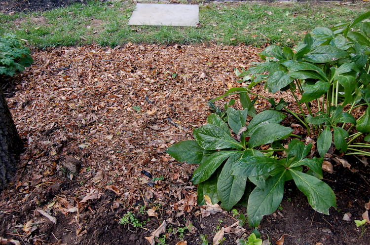 shredded leaves in garden