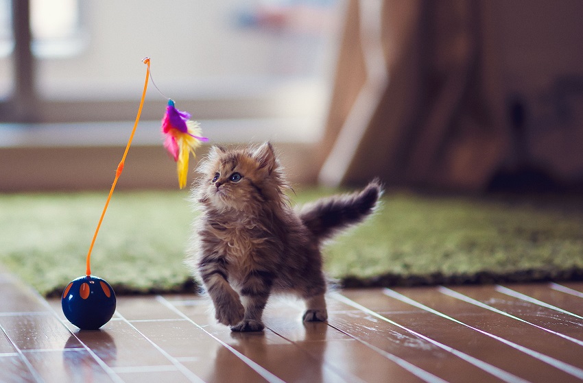 cat playing with toys