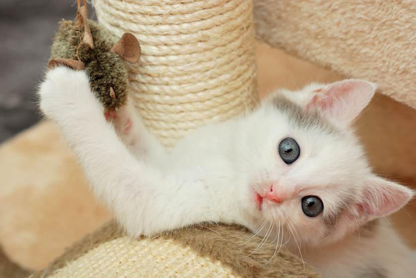 cat playing with toy