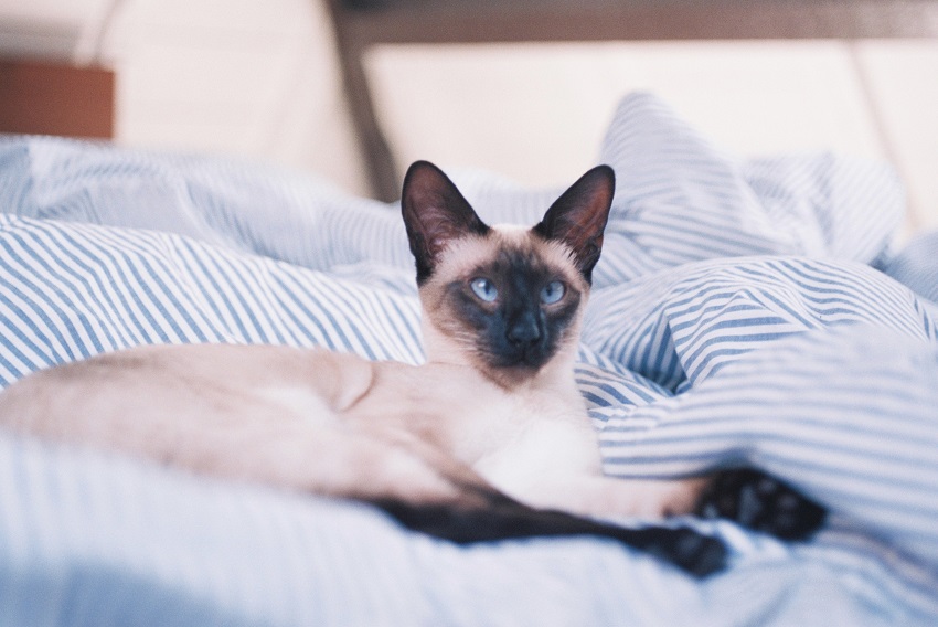 cat on bed