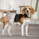 Dog Diapers: How to Choose and Use Them Properly