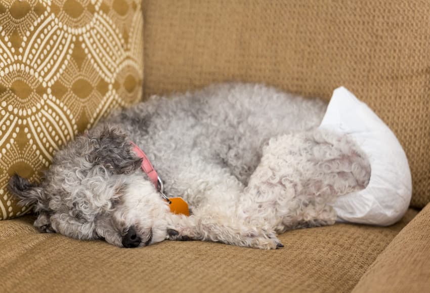 dog with diaper sleeping on a bed