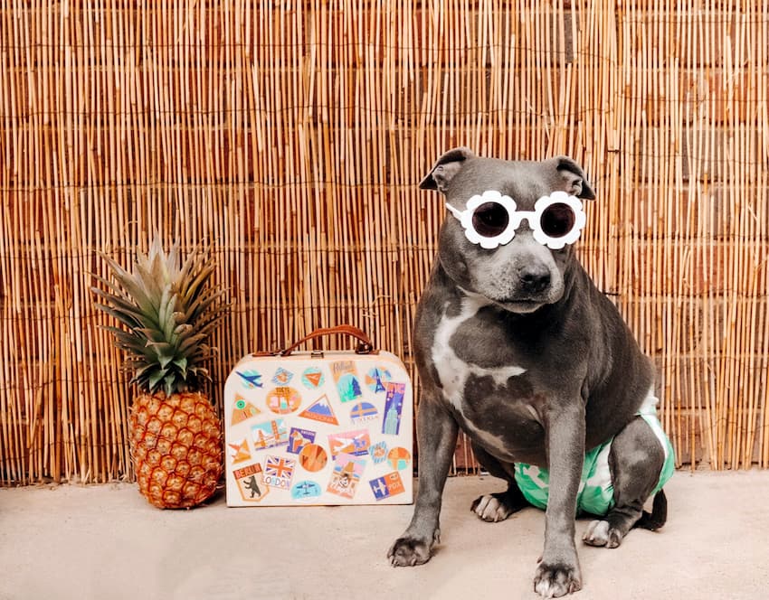 dog with green and white diaper and sunglasses on his face posing