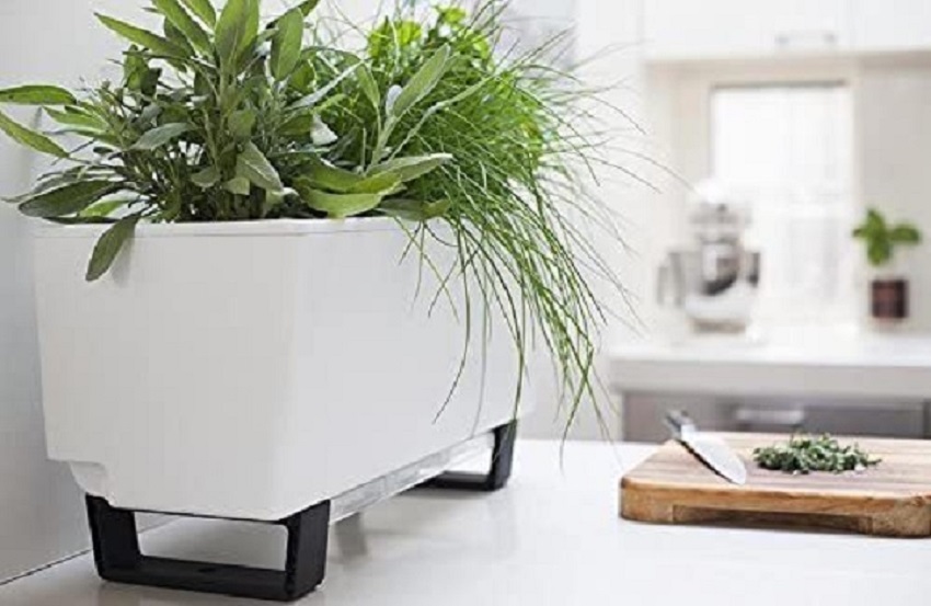 grow herbs on modern plant