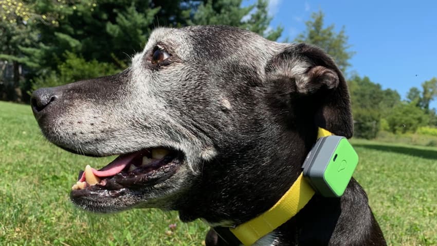 black dog with tracking collar on his neck