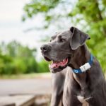 Dog Tracking Collar: Keep Your Furry Friend Protected