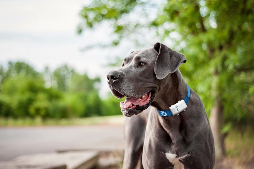 dog with blue tracking collar outdoor