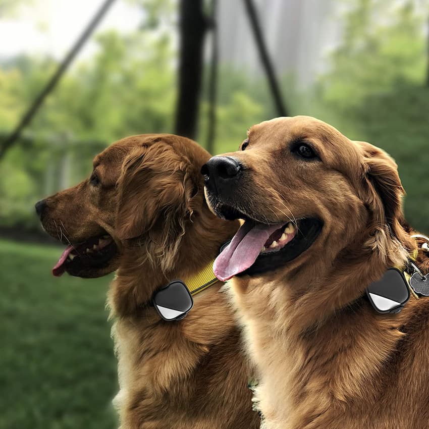 two dogs with tracking collars