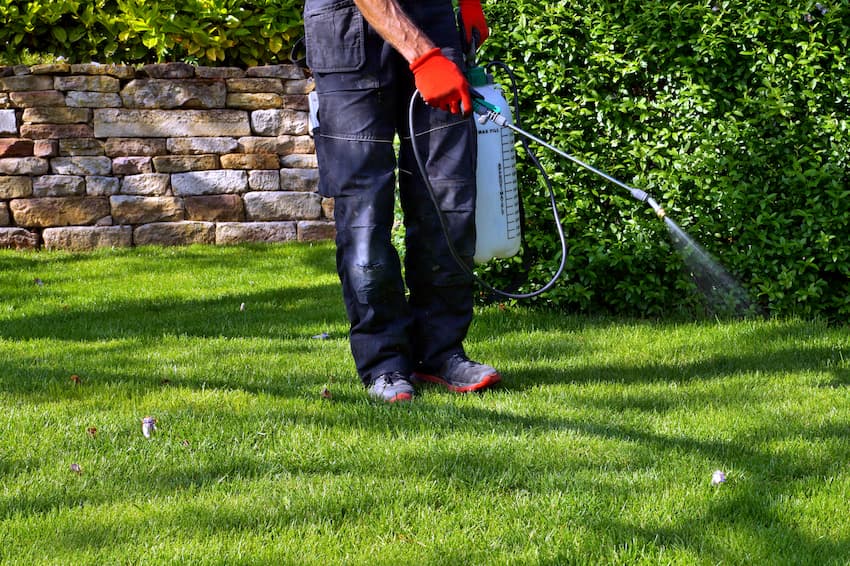 man watering plants