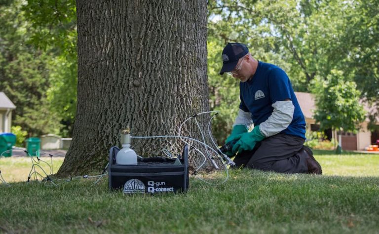 Tree Disease Control: Certified Arborists Know Best