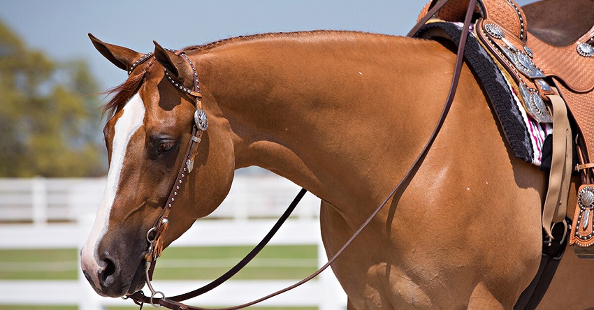 beautiful brown horse with headgear