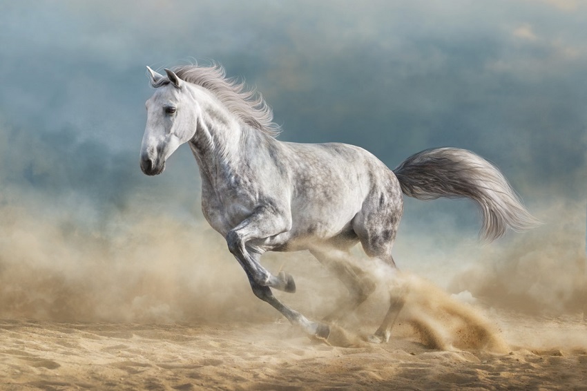 white horse running fast