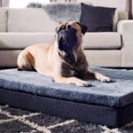 How to Take Care of a Large Breed Dog