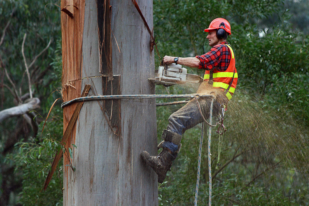 tree arborist