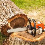 Tree Care: The What’s, the Why’s and the How’s of Hiring an Arborist