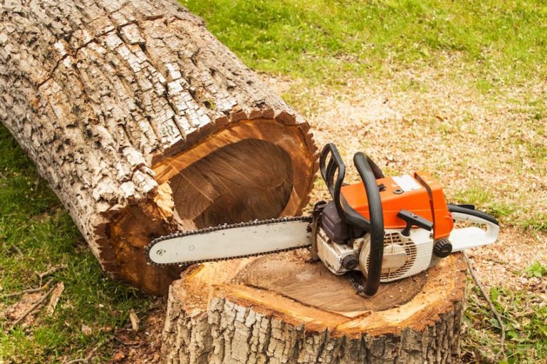 Tree Care: The What’s, the Why’s and the How’s of Hiring an Arborist