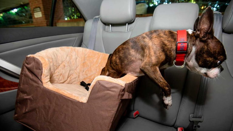 Boost Road Safety with a Booster Seat for Your Dog