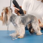 The Ultimate Pet Hair Clipper Guide