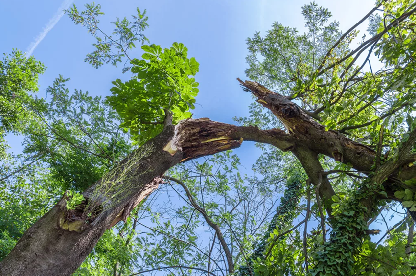 removal of a tree