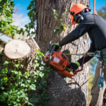 8 Reasons Why Professional Tree Felling Might Be the Only Safest Option