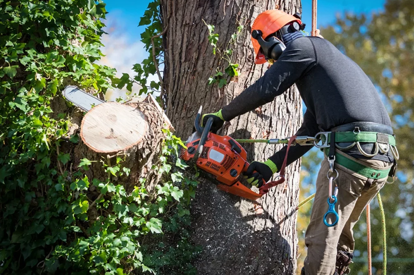 tree removal