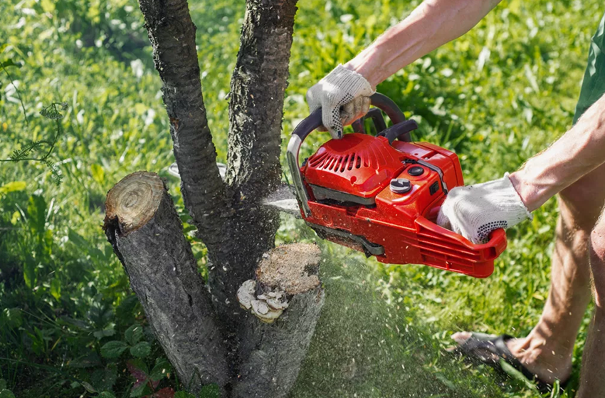 tree service